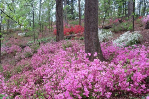 Azaleas to maximize your curb appeal