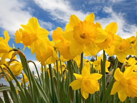 Daffodils to maximize your curb appeal