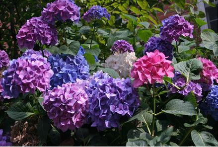 Hydrangeas for curb appeal