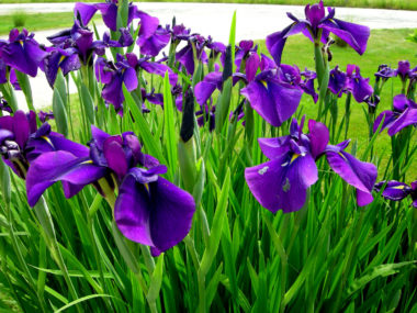 Iris for curb appeal