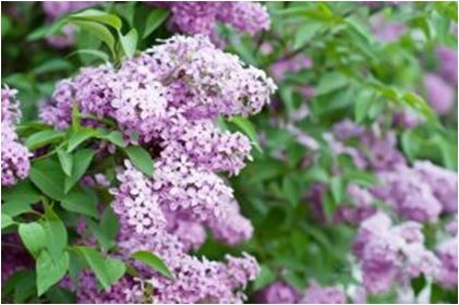 Lilacs for curb appeal