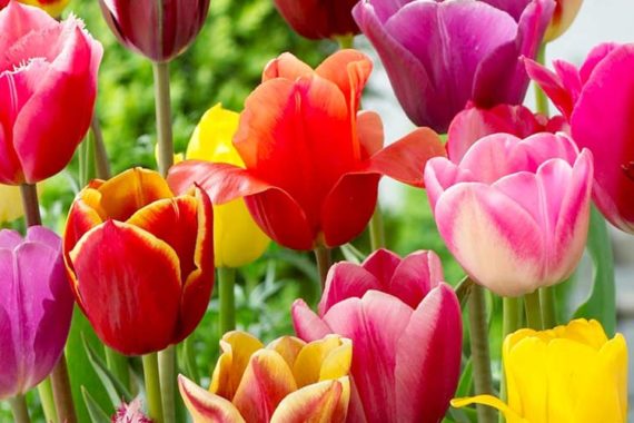 Tulips for landscape color